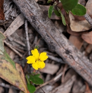 Goodenia hederacea subsp. hederacea at Bungonia, NSW - 17 Nov 2024 11:15 AM