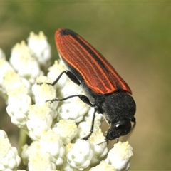 Castiarina erythroptera at Bungonia, NSW - 13 May 2024 by Harrisi