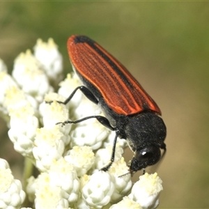 Castiarina erythroptera at Bungonia, NSW - 14 May 2024