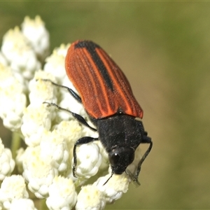 Castiarina erythroptera at Bungonia, NSW - 14 May 2024