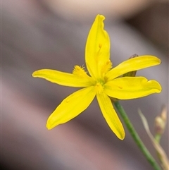 Tricoryne elatior (Yellow Rush Lily) at Bungonia, NSW - 17 Nov 2024 by Aussiegall