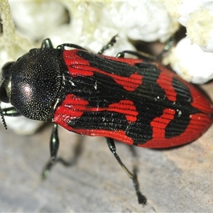 Castiarina indistincta at Bungonia, NSW - 17 Nov 2024