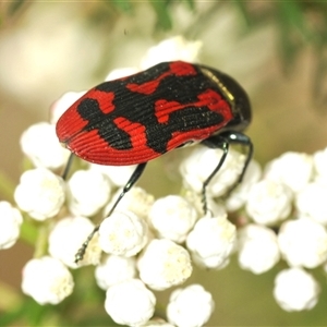 Castiarina indistincta at Bungonia, NSW - 17 Nov 2024