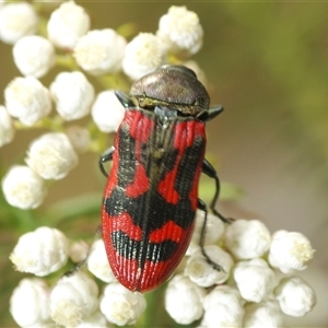 Castiarina indistincta at Bungonia, NSW - 17 Nov 2024