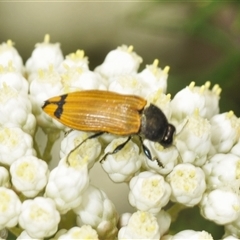 Castiarina balteata (A jewel beetle) at Gundary, NSW - 17 Nov 2024 by Harrisi