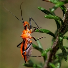 Gminatus australis (Orange assassin bug) at Bungonia, NSW - 17 Nov 2024 by Aussiegall