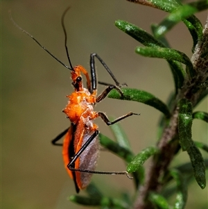 Gminatus australis at Bungonia, NSW - 17 Nov 2024 12:03 PM