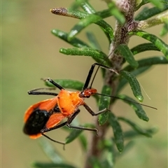 Gminatus australis at Bungonia, NSW - 17 Nov 2024