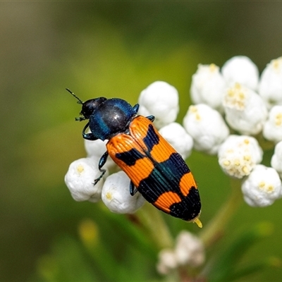 Unidentified Jewel beetle (Buprestidae) at Bungonia, NSW - 17 Nov 2024 by Aussiegall