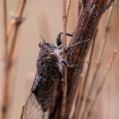 Atrapsalta sp. (genus) (Unidentified bark squeaker) at Bungonia, NSW - 17 Nov 2024 by Aussiegall