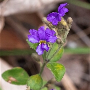 Dampiera purpurea at Bungonia, NSW - 17 Nov 2024 12:18 PM