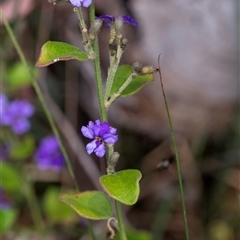 Dampiera purpurea at Bungonia, NSW - 17 Nov 2024