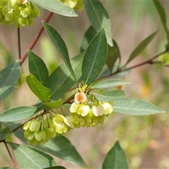 Dodonaea triquetra (Large-leaf Hop-Bush) at Bungonia, NSW - 17 Nov 2024 by Aussiegall