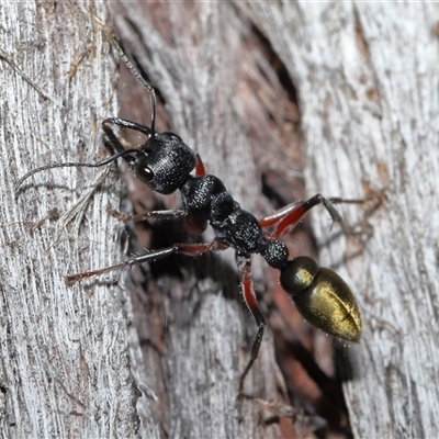 Myrmecia fulvipes (Red-legged Toothless bull ant) at Throsby, ACT - 16 Nov 2024 by TimL