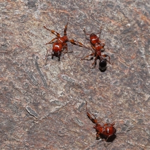 Podomyrma gratiosa at Forde, ACT - 16 Nov 2024 12:10 PM