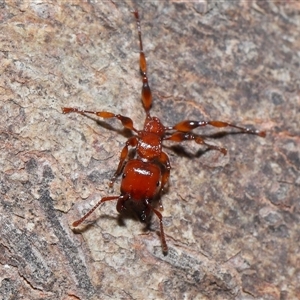 Podomyrma gratiosa at Forde, ACT - 16 Nov 2024