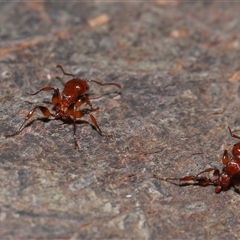 Podomyrma gratiosa at Forde, ACT - 16 Nov 2024