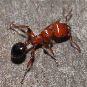 Podomyrma gratiosa at Forde, ACT - 16 Nov 2024