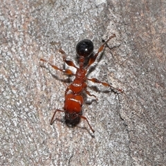 Podomyrma gratiosa at Forde, ACT - 16 Nov 2024