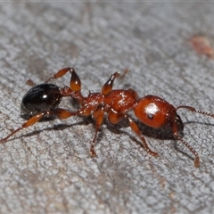 Podomyrma gratiosa at Forde, ACT - 16 Nov 2024