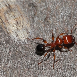 Podomyrma gratiosa at Forde, ACT - 16 Nov 2024