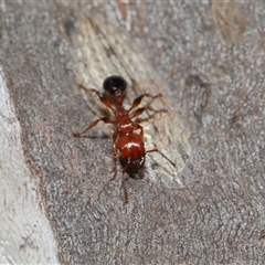 Ledromorpha planirostris (A leafhopper) at Forde, ACT - 16 Nov 2024 by TimL