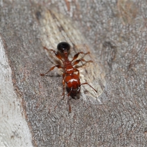 Ledromorpha planirostris at Forde, ACT - 16 Nov 2024