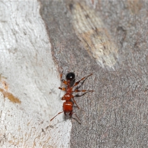 Ledromorpha planirostris at Forde, ACT - 16 Nov 2024