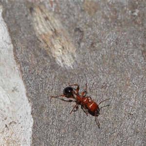 Ledromorpha planirostris at Forde, ACT - 16 Nov 2024