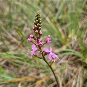 Stylidium graminifolium at Gundary, NSW - 17 Nov 2024