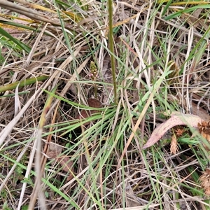 Stylidium graminifolium at Gundary, NSW - 17 Nov 2024