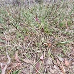 Stylidium graminifolium at Gundary, NSW - 17 Nov 2024