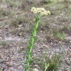 Cassinia aculeata subsp. aculeata at Gundary, NSW - 17 Nov 2024 01:54 PM