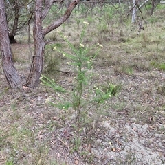 Cassinia aculeata subsp. aculeata at Gundary, NSW - 17 Nov 2024 01:54 PM