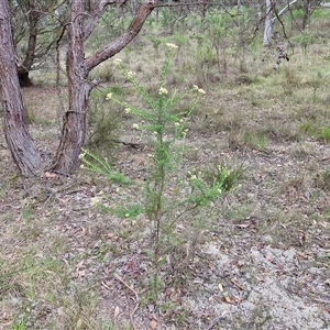 Cassinia aculeata subsp. aculeata at Gundary, NSW - 17 Nov 2024 01:54 PM