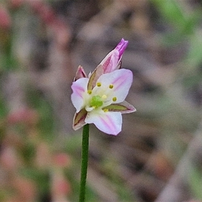 Laxmannia gracilis (Slender Wire Lily) at Gundary, NSW - 17 Nov 2024 by trevorpreston