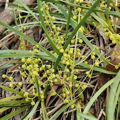 Lomandra filiformis (Wattle Mat-rush) at Gundary, NSW - 17 Nov 2024 by trevorpreston