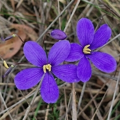 Cheiranthera linearis (Finger Flower) at Gundary, NSW - 17 Nov 2024 by trevorpreston