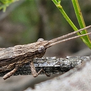 Coryphistes ruricola at Gundary, NSW - 17 Nov 2024