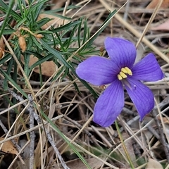 Cheiranthera linearis (Finger Flower) at Gundary, NSW - 17 Nov 2024 by trevorpreston