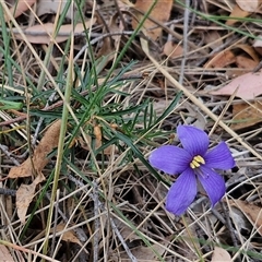 Cheiranthera linearis at Gundary, NSW - 17 Nov 2024