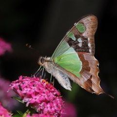 Graphium macleayanum (Macleay's Swallowtail) at Acton, ACT - 17 Nov 2024 by TimL