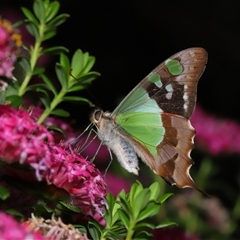 Graphium macleayanum at Acton, ACT - 17 Nov 2024