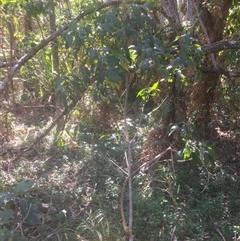 Macaranga polyadenia at Manoora, QLD - 17 Nov 2024 by JasonPStewartNMsnc2016