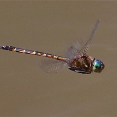 Hemicordulia australiae (Australian Emerald) at Gibberagee, NSW - 6 Nov 2018 by Bungybird