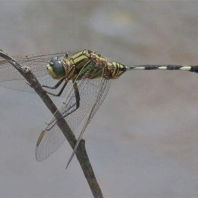 Orthetrum sabina (Slender Skimmer) at Gibberagee, NSW - 6 Nov 2018 by Bungybird