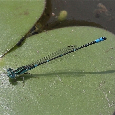 Austroagrion watsoni (Eastern Billabongfly) at Gibberagee, NSW - 6 Nov 2018 by Bungybird