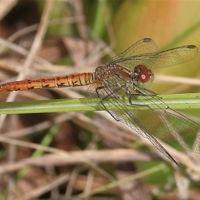 Nannodiplax rubra (Pygmy Percher) at Gibberagee, NSW - 4 Nov 2018 by Bungybird