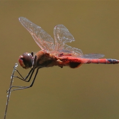 Tramea loewii (Common Glider) at Gibberagee, NSW - 4 Nov 2018 by Bungybird