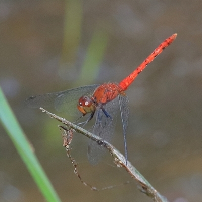 Nannodiplax rubra (Pygmy Percher) at Gibberagee, NSW - 4 Nov 2018 by Bungybird